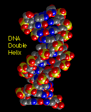 The DNA double helix